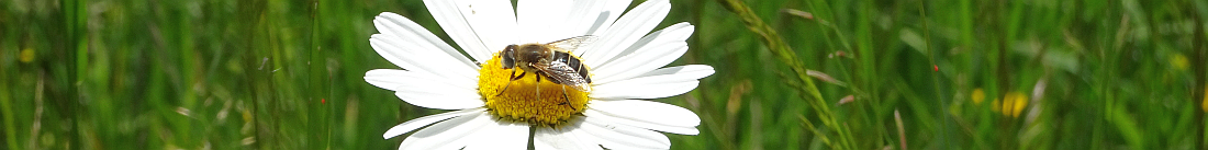 Biene auf Margaretenblume
