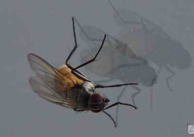 Fliege am Fenster