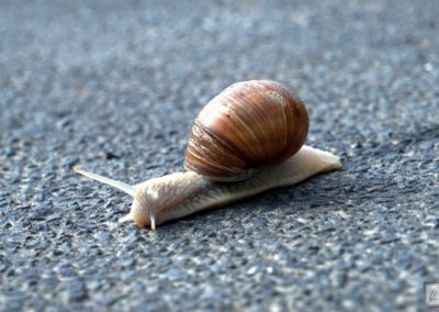 ... Schnecke kam von hinten