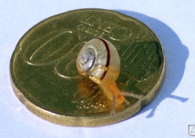 Mini-Schnecke