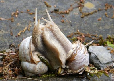 Schnecken beim Kämpfen