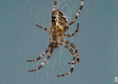 Spinne im Netz