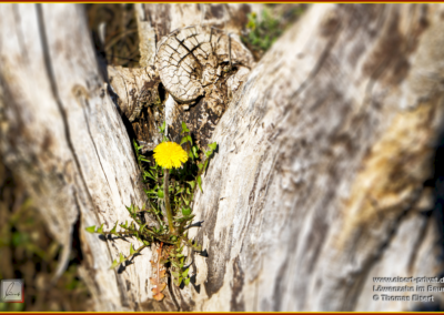 Löwenzahn im Baum_010